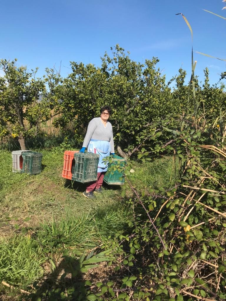 Mozda Nisu Zgodni Kao Kristina Mandarina Ali Ova Ekipa Ubere Do Tonu Socnih Agruma Dnevno Dalmacija Danas Obala Otoci Zagora Najnovije Vijesti Iz Dalmacije