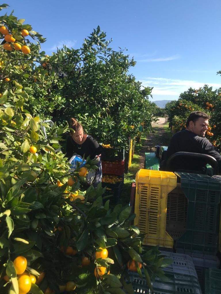 Mozda Nisu Zgodni Kao Kristina Mandarina Ali Ova Ekipa Ubere Do Tonu Socnih Agruma Dnevno Dalmacija Danas Obala Otoci Zagora Najnovije Vijesti Iz Dalmacije