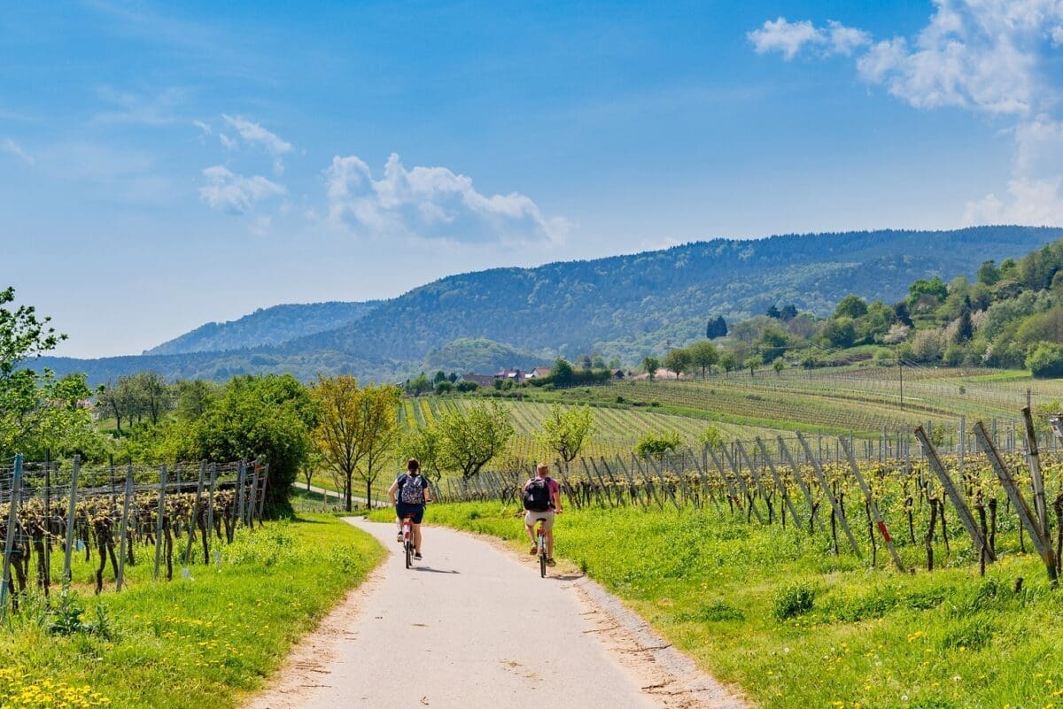 Cyclists On Grape Mountain Biking Travel Tour In Vineyards Palatinate