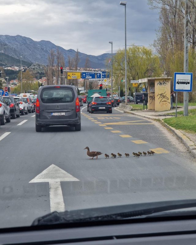 patke priko ceste