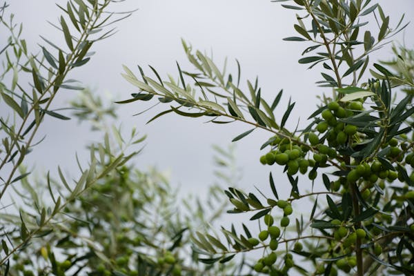 free photo of green leaves of olive tree